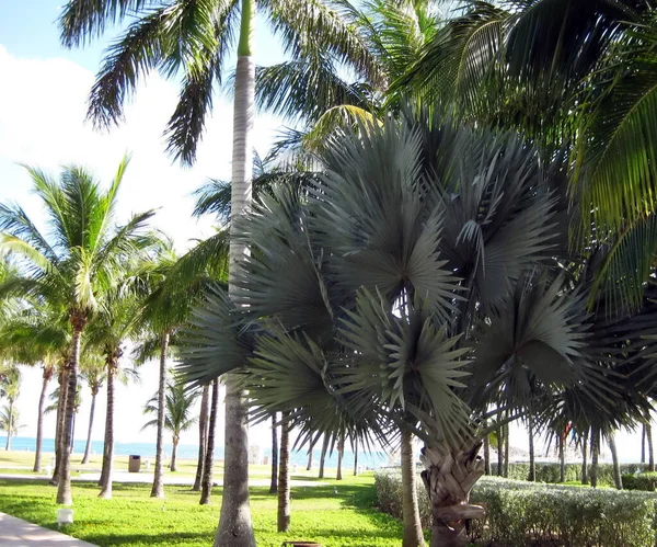 Yeşil avuç içi ile tropikal plaj