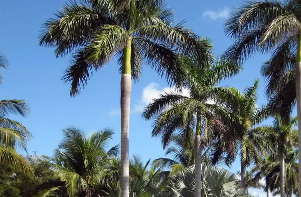 Тропический Вид Зелеными Пальмами — стоковое фото