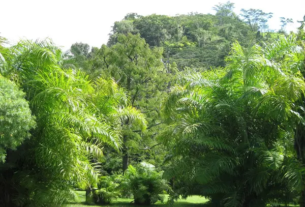 Yeşil ağaçların ve palmiyelerin tropik manzarası