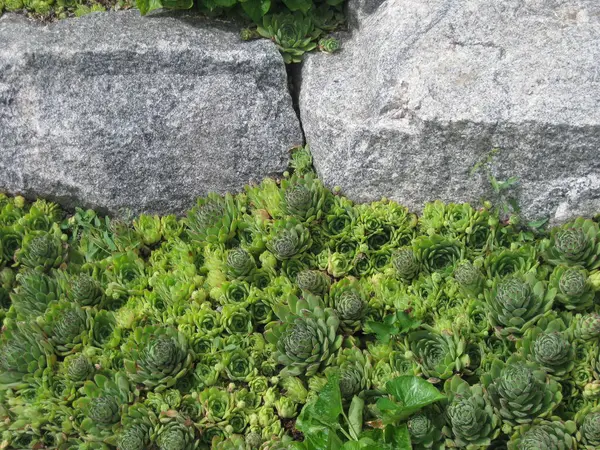 Gri taş zemin üzerinde aye-green (Sempervum) görünümü
