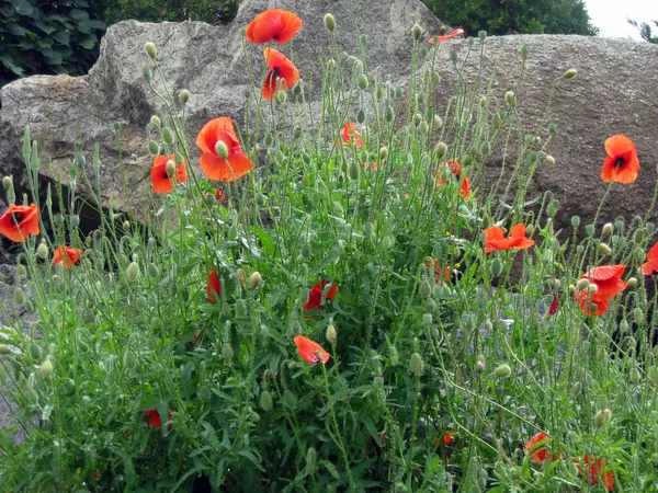 Kırmızı gelincik çiçekli gri taş arkaplan
