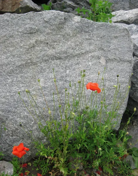 Kırmızı gelincik çiçekli gri taş arkaplan