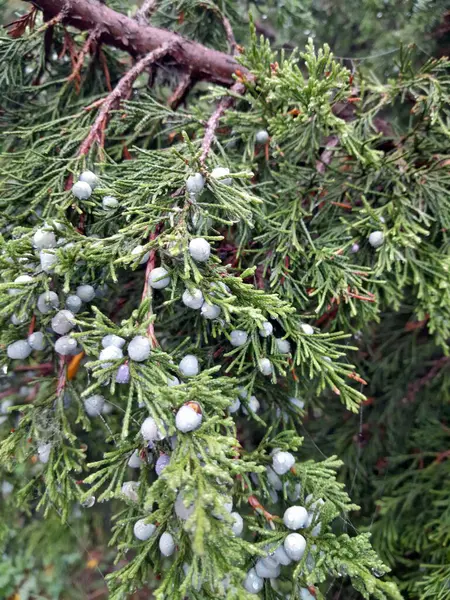Mavi böğürtlenli ardıç ağacı dalı