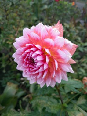 Çiçek açmış güzel kırmızı ve beyaz yıldız çiçeği