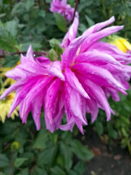 Çiçek açmış güzel pembe yıldız çiçeği