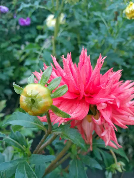 Çiçek açmış güzel kırmızı yıldız çiçeği