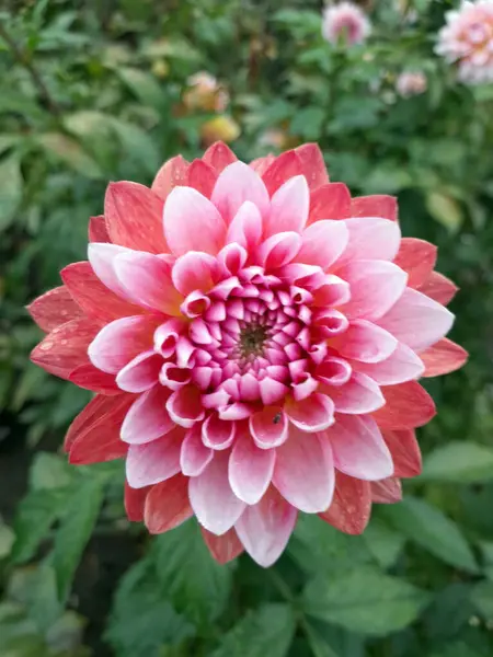 Çiçek açmış güzel kırmızı ve beyaz yıldız çiçeği