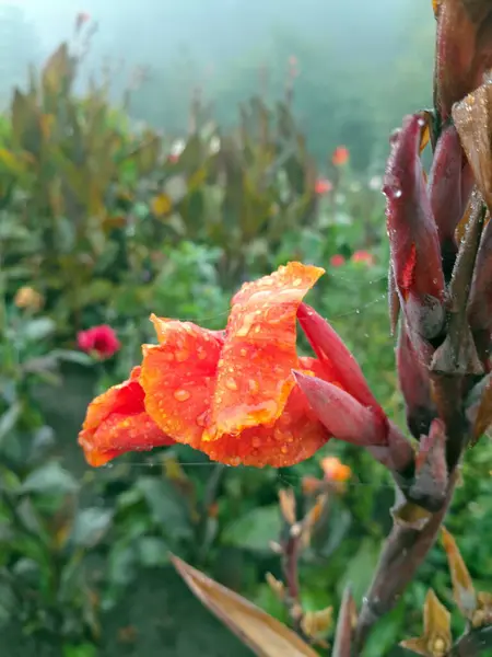 Çiçek açmış güzel turuncu konserve.