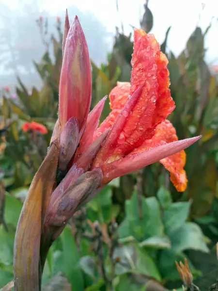 Çiçek açmış güzel kırmızı konserve.