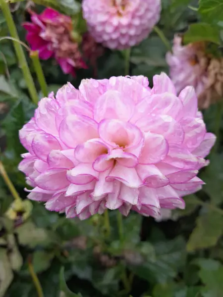 Çiçek açmış güzel pembe yıldız çiçeği