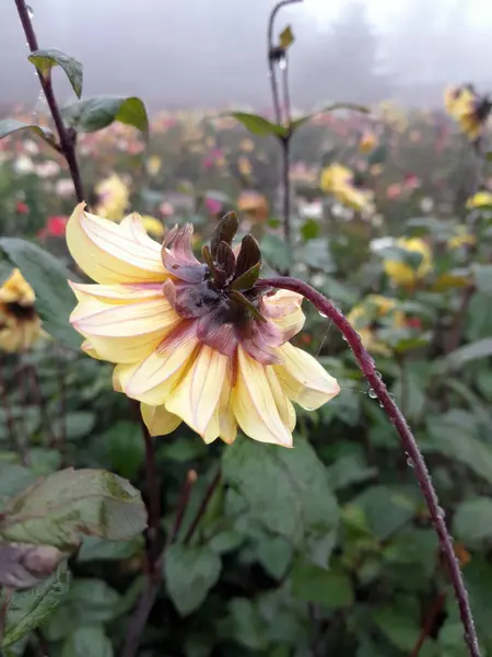 Çiçek açmış güzel sarı yıldız çiçeği