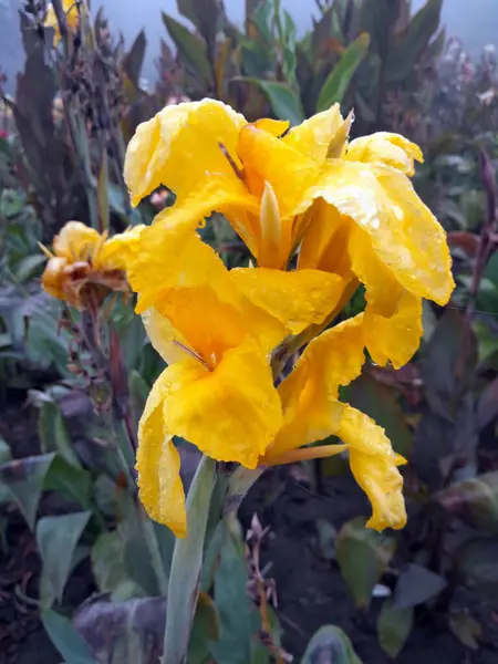 Çiçek açmış güzel sarı konserve.