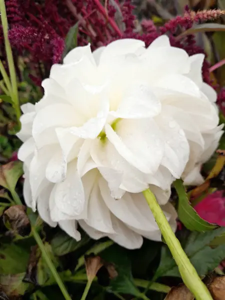 Çiçek açmış güzel beyaz yıldız çiçeği