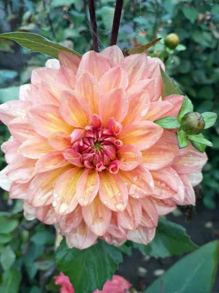 Çiçek açmış güzel portakal çiçeği