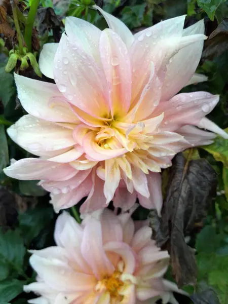 Çiçek açmış güzel pembe ve sarı yıldız çiçeği.