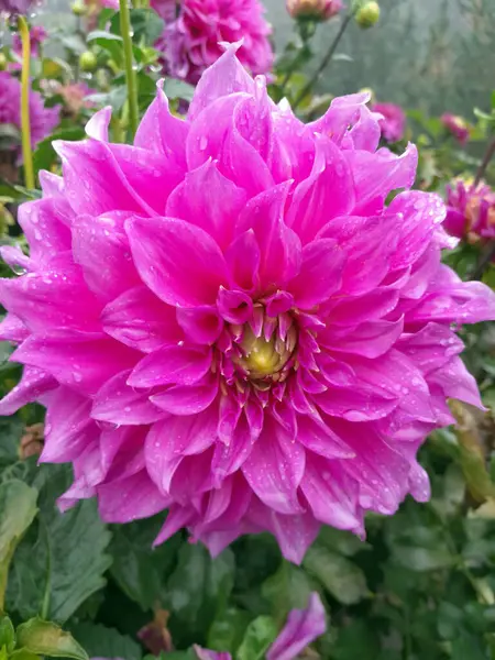 Çiçek açmış güzel mor yıldız çiçeği