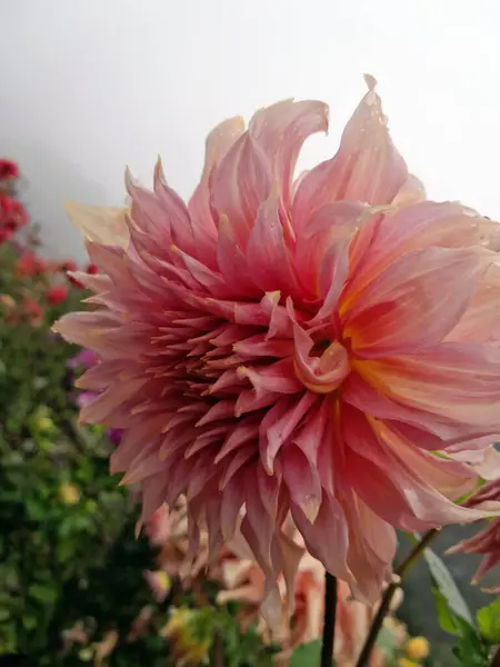 Çiçek açmış güzel pembe yıldız çiçeği