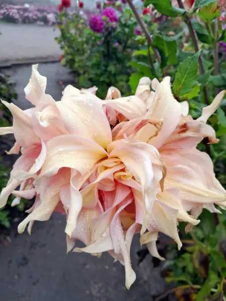 Çiçek açmış güzel pembe yıldız çiçeği