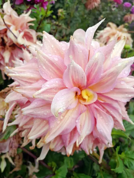 Çiçek açmış güzel pembe yıldız çiçeği