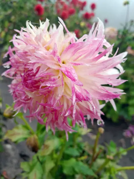 Çiçek açmış güzel pembe yıldız çiçeği