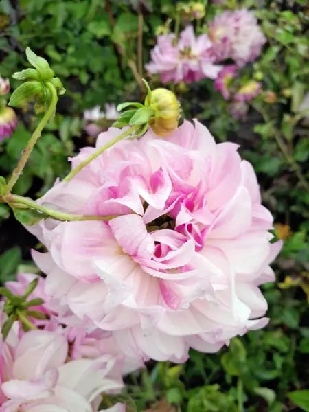 Çiçek açmış güzel pembe yıldız çiçeği