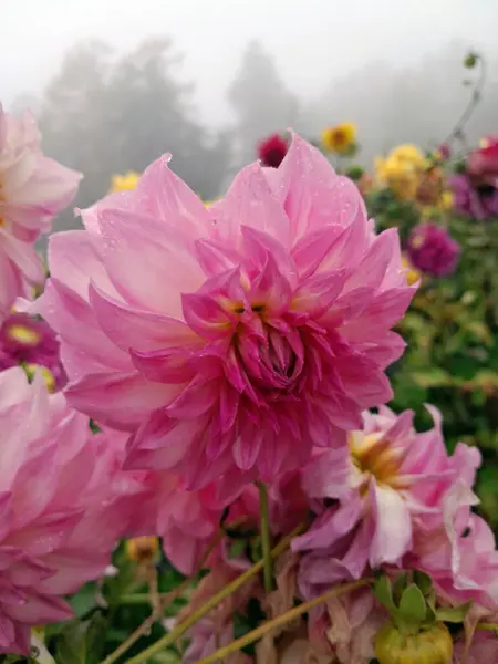 Çiçek açmış güzel pembe yıldız çiçeği