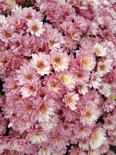 Pembe kasımpatı çiçeği arkaplanı