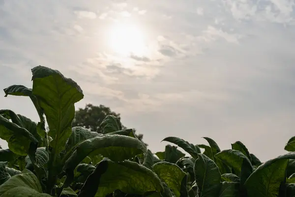 Großblättrige Tabakpflanzen Wachsen Auf Reisfeldern Landwirtschaftlichen Farmen Thailand Wachsen Grüne — Stockfoto