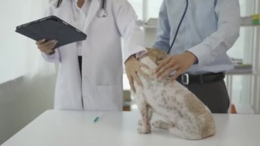 Koruyucu maske takan Asyalı erkek veteriner ve klinikteki masada steteskoplu köpeği inceleyen kadın asistan, hayvan bakımı ve tedavi konsepti.