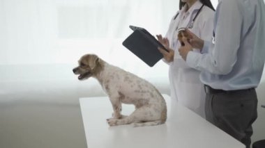 Koruyucu maske takan Asyalı erkek veteriner ve klinikteki masada steteskoplu köpeği inceleyen kadın asistan, hayvan bakımı ve tedavi konsepti.