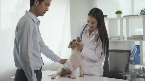Asiatischer Tierarzt Mit Schutzmaske Und Assistenzhund Mit Stethoskop Auf Dem — Stockvideo