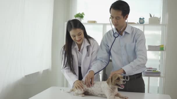 Asiático Veterinario Masculino Con Máscara Protectora Asistente Femenino Examinando Perro — Vídeo de stock