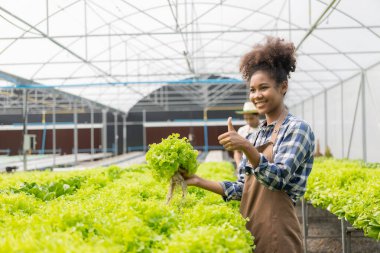 Genç Afrikalı Amerikalı çiftçi organik hidrofonik bitkileri dikkatle inceliyor ve mutlu bir şekilde gülümsüyor: organik hidrofonik yetiştirme işi, sera çiftliğinin aynasında yeşil bitkiler