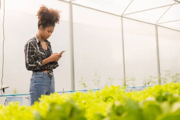 Genç Afrikalı Amerikalı Çiftçi Organik Hidrofonik Bitkileri Dikkatle Inceliyor Mutlu — Stok fotoğraf
