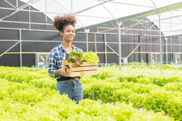 Young African American Farmer Worker Inspects Organic Hydroponic Plants Care — Stock Photo, Image