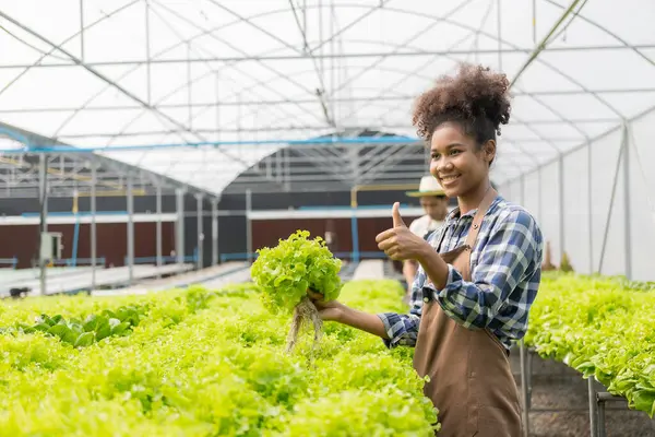 Young African American Farmer Worker Inspects Organic Hydroponic Plants Care — Stock Photo, Image