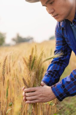 Genç bir Asyalı gün batımında güzel altın olgun buğday tarlasında duruyor. Akıllı telefonlar ve dizüstü bilgisayarlar kullanarak, dijital tabletler kalite inceleme teknolojisi