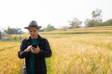 Genç bir Asyalı gün batımında güzel altın olgun buğday tarlasında duruyor. Akıllı telefonlar ve dizüstü bilgisayarlar kullanarak, dijital tabletler kalite inceleme teknolojisi