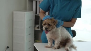Veteriner, korkmuş bir korgi köpeğini okşuyor. Hayvan kliniğini ziyaret ediyor. Veteriner doktor, bir Shih Tzu köpeğinin evcil hayvan bakımı hastasını muayene ediyor.