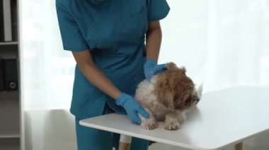 Veteriner, korkmuş bir korgi köpeğini okşuyor. Hayvan kliniğini ziyaret ediyor. Veteriner doktor, bir Shih Tzu köpeğinin evcil hayvan bakımı hastasını muayene ediyor.