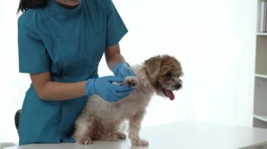 Veteriner, korkmuş bir korgi köpeğini okşuyor. Hayvan kliniğini ziyaret ediyor. Veteriner doktor, bir Shih Tzu köpeğinin evcil hayvan bakımı hastasını muayene ediyor.
