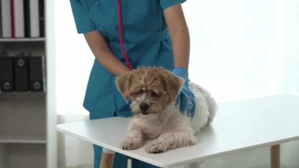 Ветеринар Ласкающий Испуганную Собаку Корги Посетите Ветеринарную Клинику Ветеринарного Врача — стоковое видео