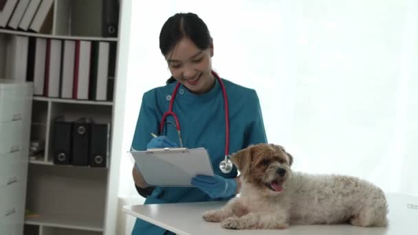 怖いコルギの犬を賭ける獣医は ペットのためのシーズ犬獣医の患者を調べる動物クリニック獣医を訪問します — ストック動画