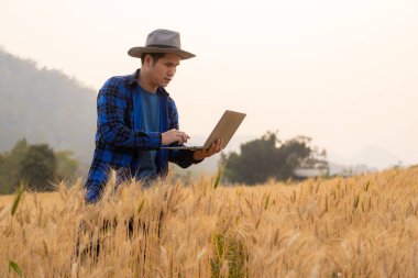 Tarım uzmanları olgun buğdayı genç buğdayla inceler ve karşılaştırırlar. teknolojiyi kullanarak kontrol etmek için elinde dijital tabletle cömert hasat konsepti olan çiftçi