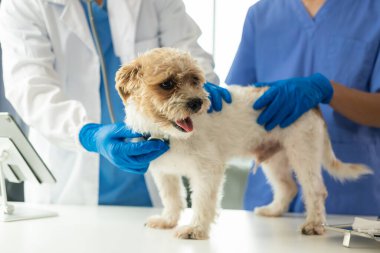 Klinikteki danışmanlık sırasında veteriner doktoruyla modern veterinerlik kliniği, onu inceleyen iki doktor, hayvan konsepti, soylu köpek, Shih Tzu karışık medya