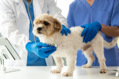 Klinikteki danışmanlık sırasında veteriner doktoruyla modern veterinerlik kliniği, onu inceleyen iki doktor, hayvan konsepti, soylu köpek, Shih Tzu karışık medya