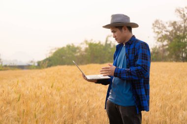 Ekose gömlekli zeki genç Asyalı erkek çiftçi gün batımında bir buğday ve arpa tarlasında çalışıyor. Hasat konsepti