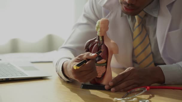 Afrikanische Männliche Arzt Posiert Auf Interne Organ Anatomie Modell Medizinische — Stockvideo
