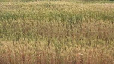 Buğday tarlası, güneş ışığı altında güzel bir kır manzarası ve yazın tarım alanında olgun yeşil arpa kulakları. Arpa tarlasında yeşil arpa fidanlarıyla tarımsal alan
