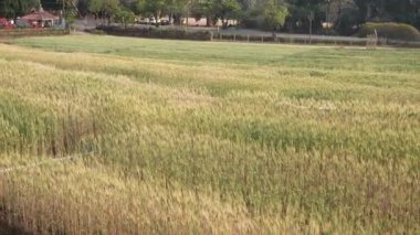Buğday tarlası, güneş ışığı altında güzel bir kır manzarası ve yazın tarım alanında olgun yeşil arpa kulakları. Arpa tarlasında yeşil arpa fidanlarıyla tarımsal alan